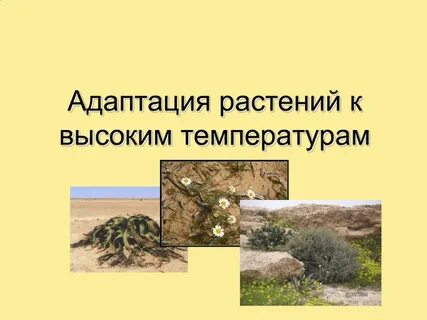 Адаптация к высокой температуре