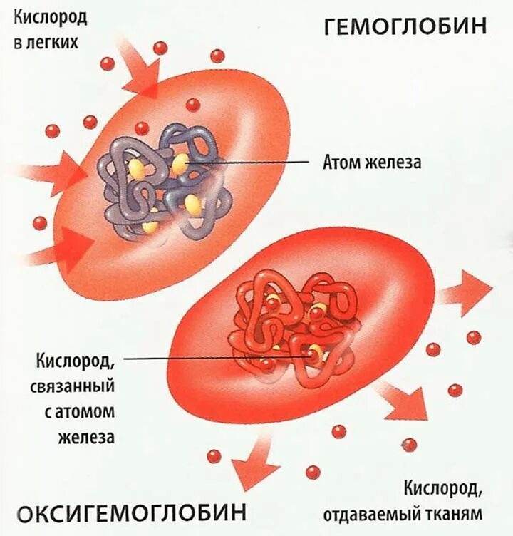 Захват кислорода. Эритроцит рисунок строение. Строение эритроцита человека схема. Структура эритроцита и гемоглобина. Эритроциты в крови строение рисунок.