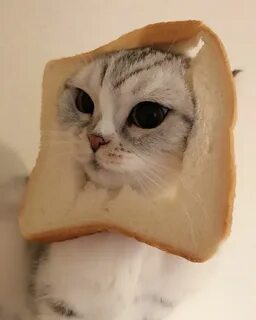 Кот хлеб
