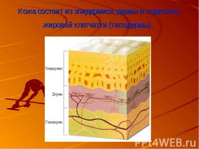 Гиподерма рисунок. Гиподерма. кожа надежная защита организма. кожа надежная защита организма 3 класс. воспаление подкожно жировой клетчатки.
