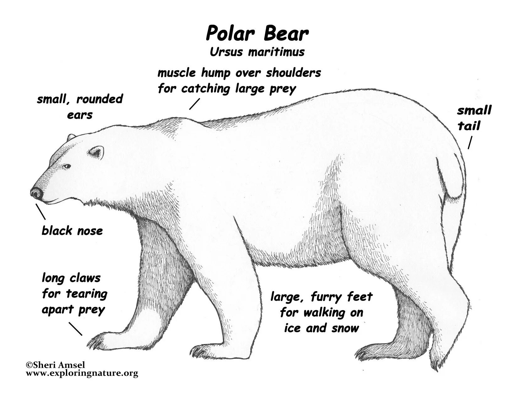 Особенности внутреннего строения медведя. Анатомия медведя. Белый медведь анатомия. Строение медведя. Анатомия медведя для художников.