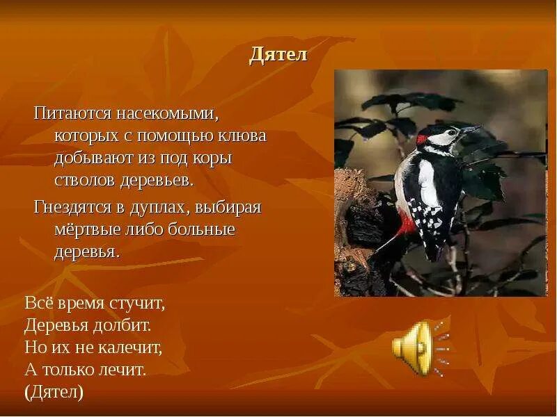 Какие птицы ищут корм под корой деревьев