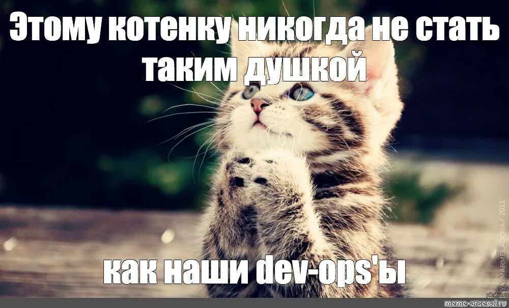 Мемы про котят. Мемы с котиками. Мемы с котятами. Милые котики мемы. Котенок Мем.