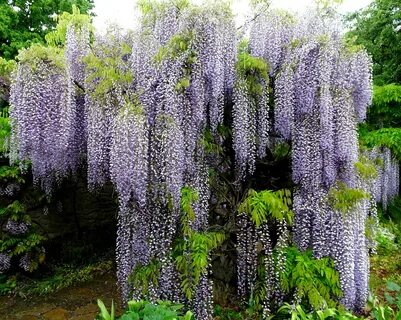 Wisteria