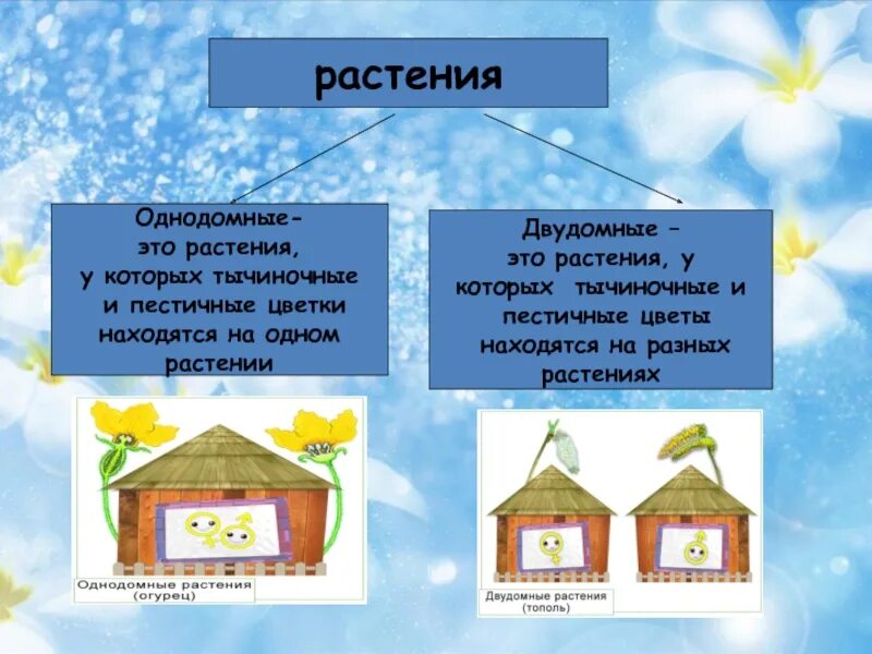 Чем однодомные растения отличаются от двудомных. Однодомные это. однодомные цветки. яблоня двудомное или однодомное. однодомные деревья список.