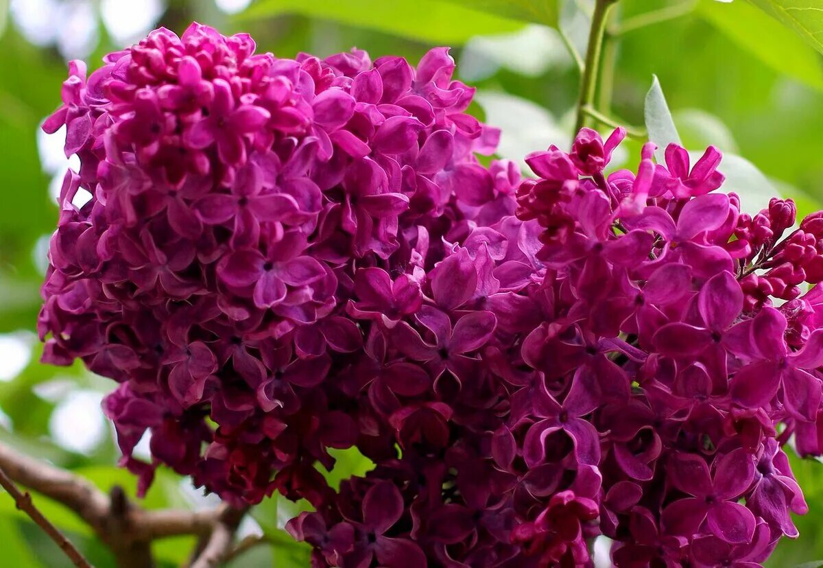 Сирень Anne Shiach. Сирень Syringa vulgaris. Сирень красная Москва. Сирень пурпурная красная Москва. Сирень красная купить