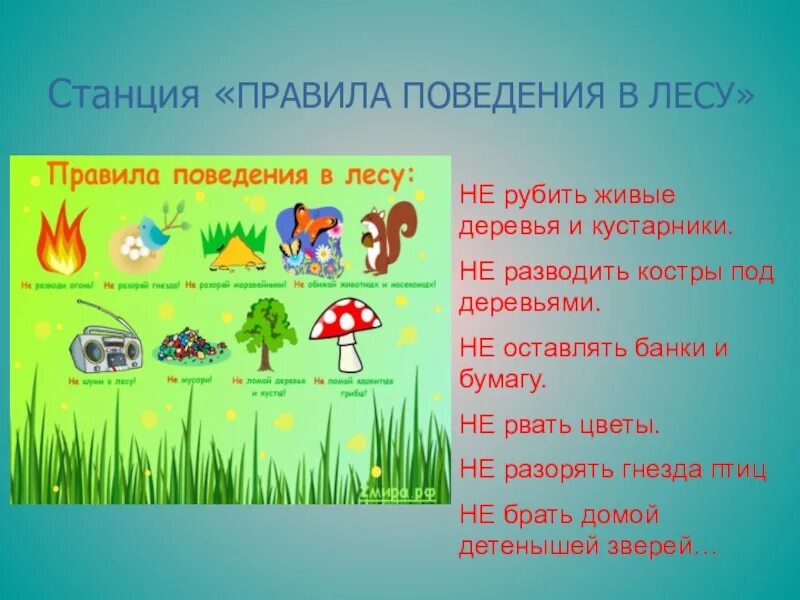 Составить памятку поведение в лесу. Правилаьповедения в лесу. Правила поведения в лесу. Привали поведения в лесу. Правила поведения в Дему.