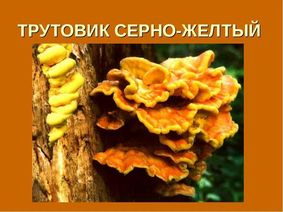Трутовик сообщение. Трутовик серно-жёлтый трутовики. паразитический гриб трутовик. трутовик ивовый. трутовик презентация.