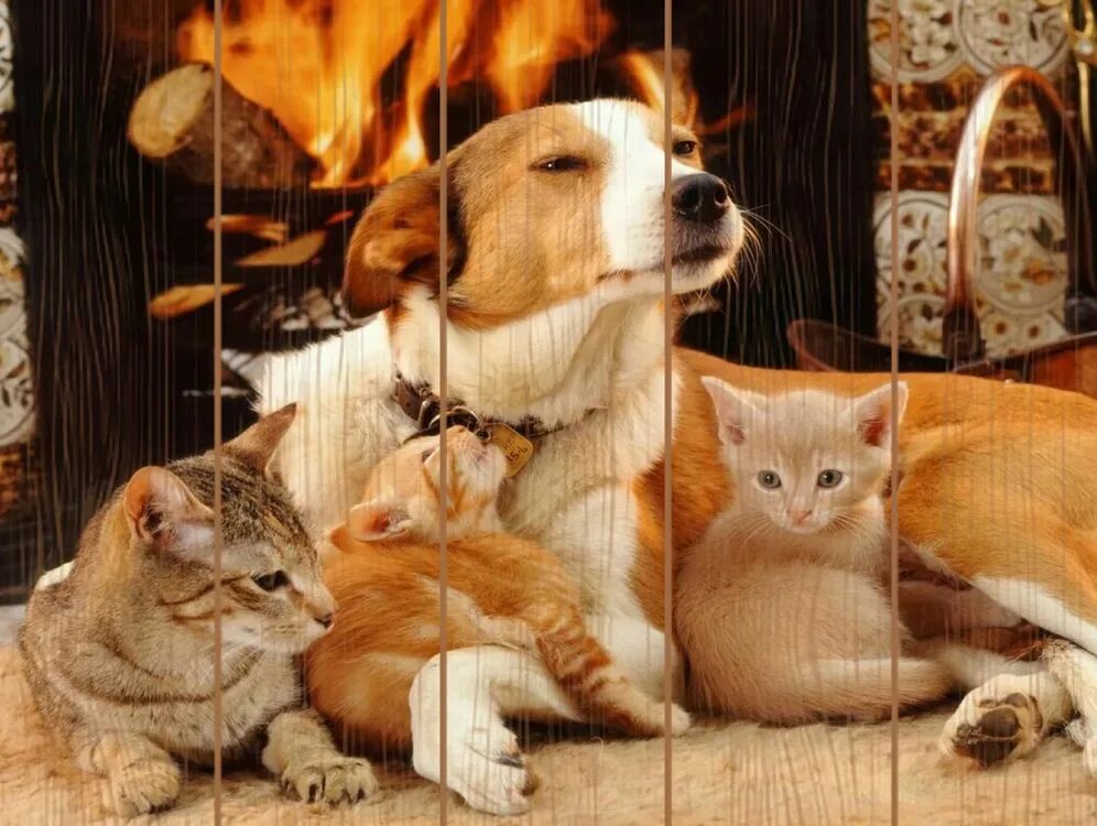 Вечера с кошкой картинки. Кошки и собаки. Красивые домашние животные. Домашние животные в доме. Уютные кот и собака.