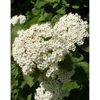 Калина гордовина