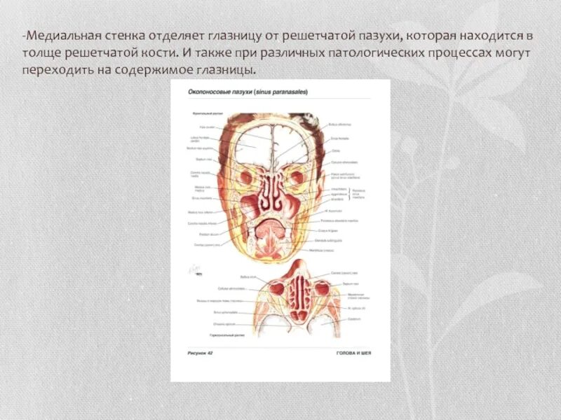 Костная стенка которая отделяет полость рта. Медиальная стенка решетчатой кости. Медиальная стенка пазухи. Стенки решетчатой пазухи.