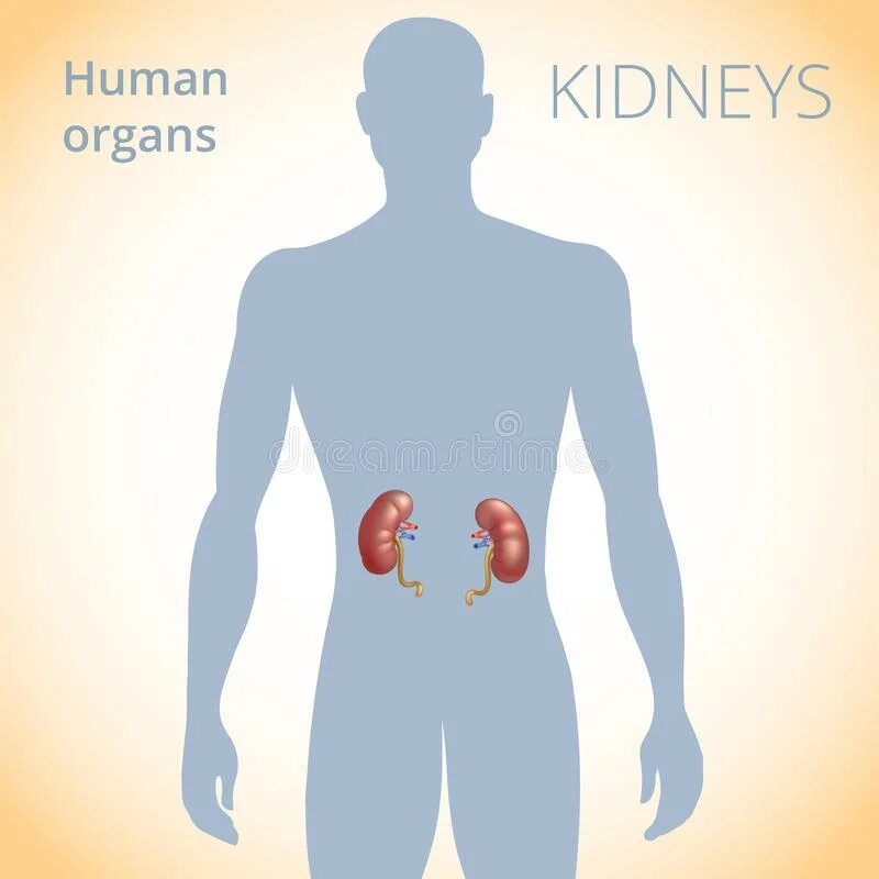 Местоположение почек в организме