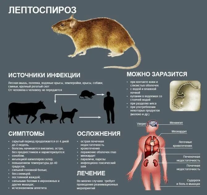 Грызун переносчик заболеваний. Лептоспироз переносчики инфекции. Лептоспироз пути заражения. Лептоспироз животных способы заражения. Мыши и крысы переносчики инфекций.