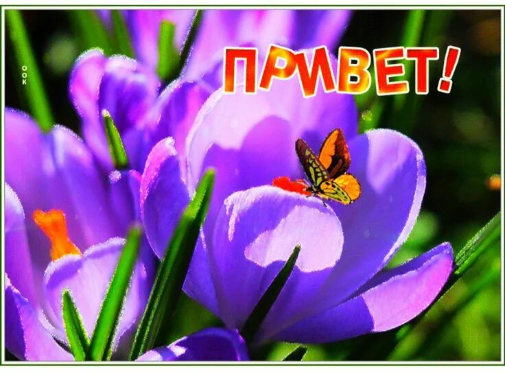 Открытки привет. Привет картинки красивые. Привет дорогой открытки. Открытки привет цветы.