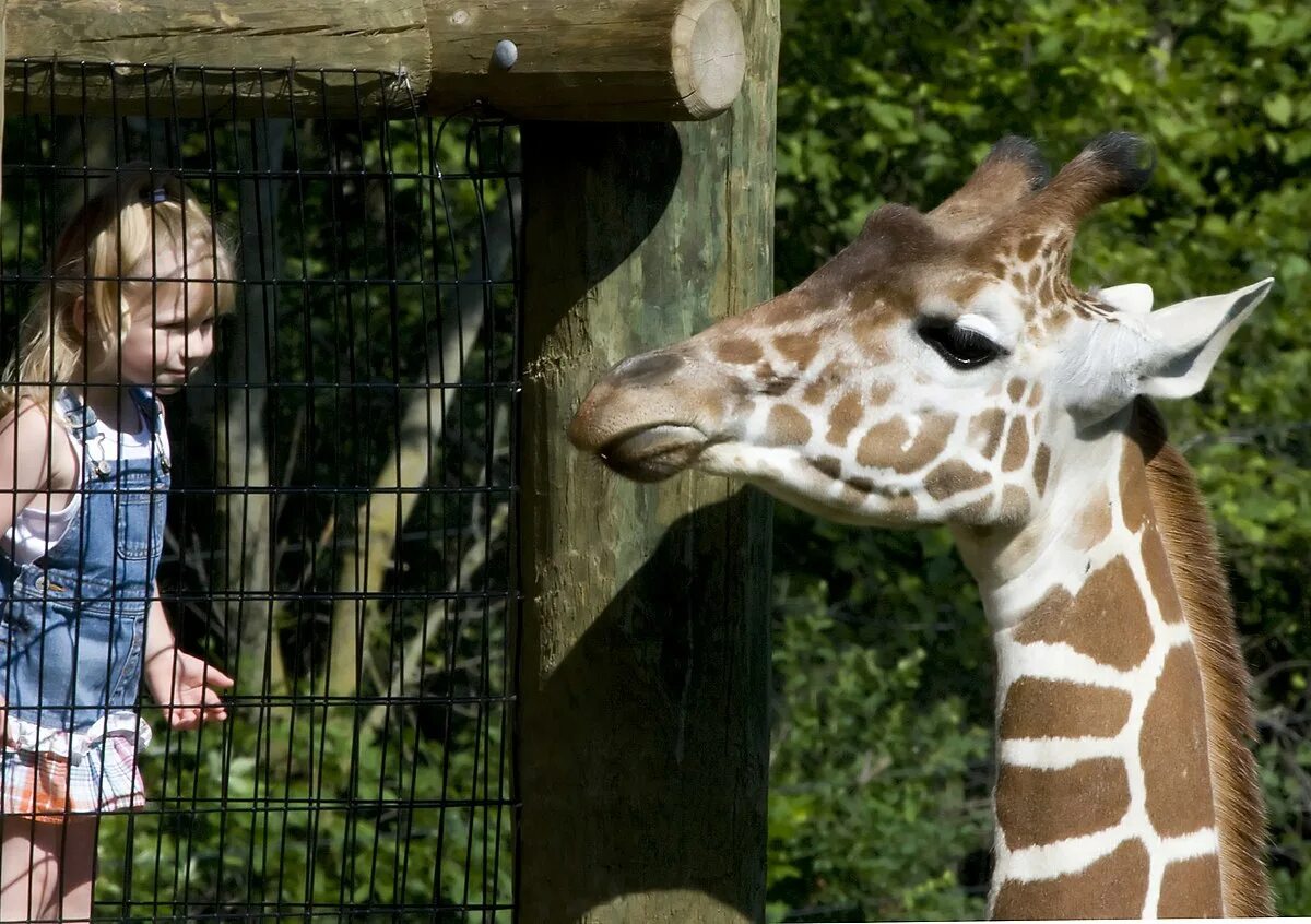 Zoo child. Дети в зоопарке. Детский зоопарк. Малыши в зоопарке. Рижский зоопарк.