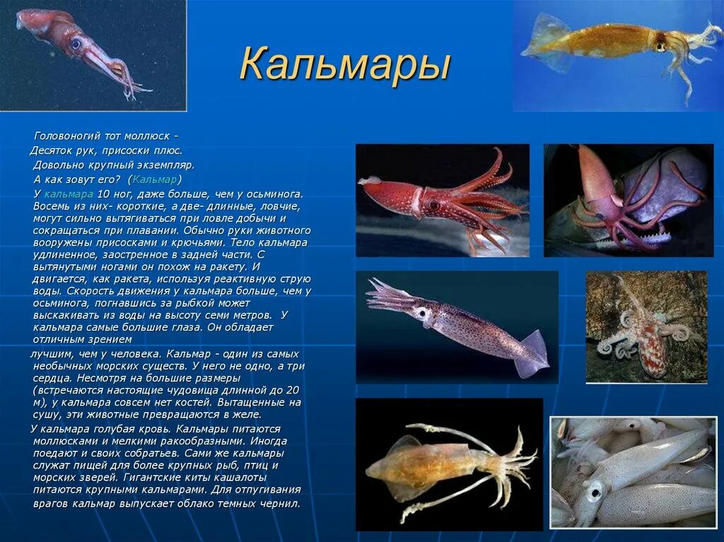 Кальмар какая группа животных. Головоногие моллюски кальмар. кальмары презентация. доклад про кальмара. сообщение о кальмаре.