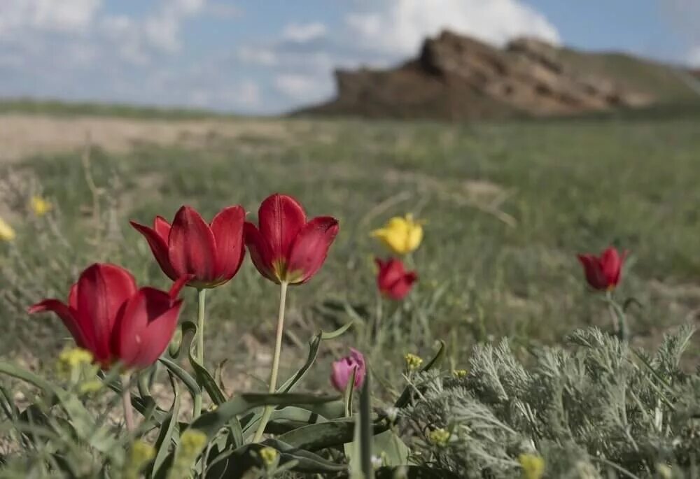 Тюльпаны курганинск. Астраханский заповедник астраханские тюльпаны. Степные тюльпаны Астраханской. Лазорики заповедник Ростовский. Гора Богдо тюльпаны.