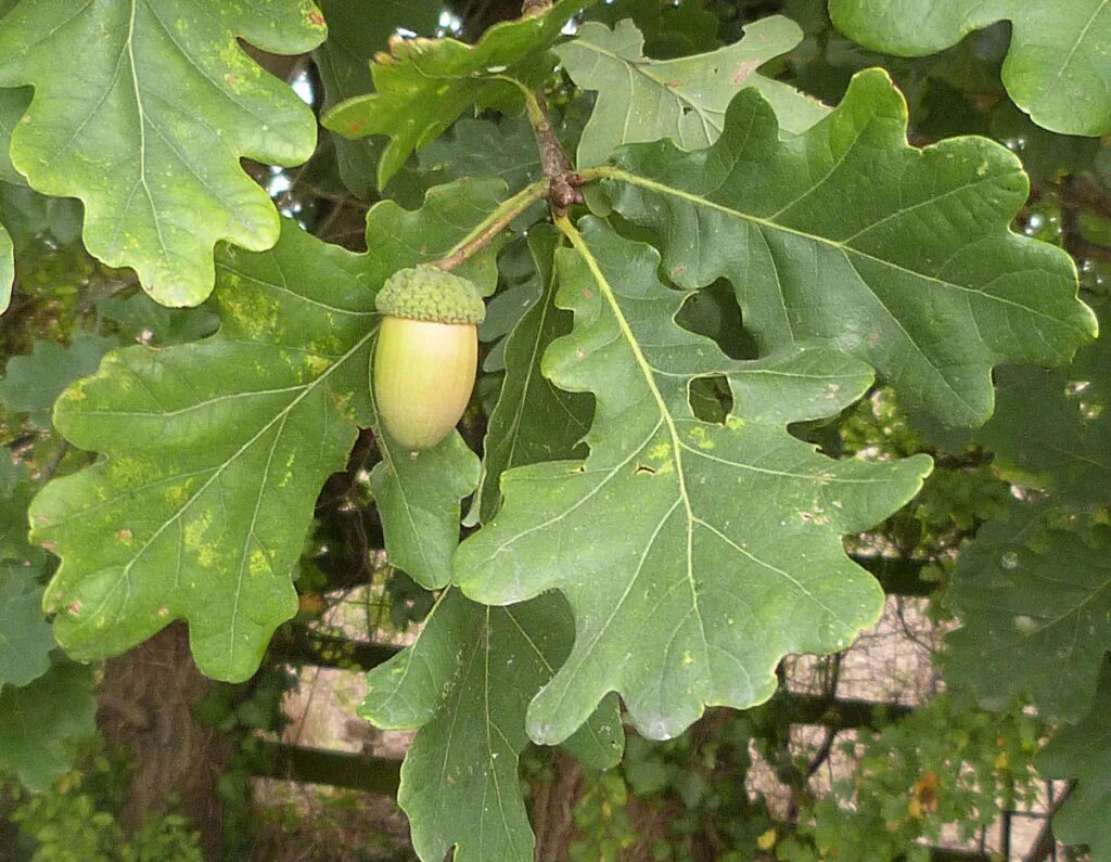 Дуб черешчатый (Quercus Robur). Дуб черешчатый – ruereus rohum. Дуб обыкновенный (Quercus Robur). Дуб черешчатый (Quercus Robur l.). Диаметр дуба черешчатого