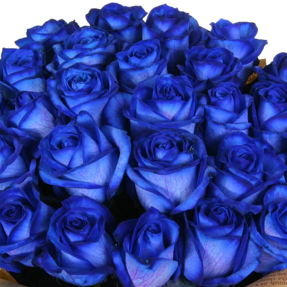 Синяя 25. Голландские розы синие. Голубые голландские розы. Синяя роза Голландия. С днём рождения голубые розы.