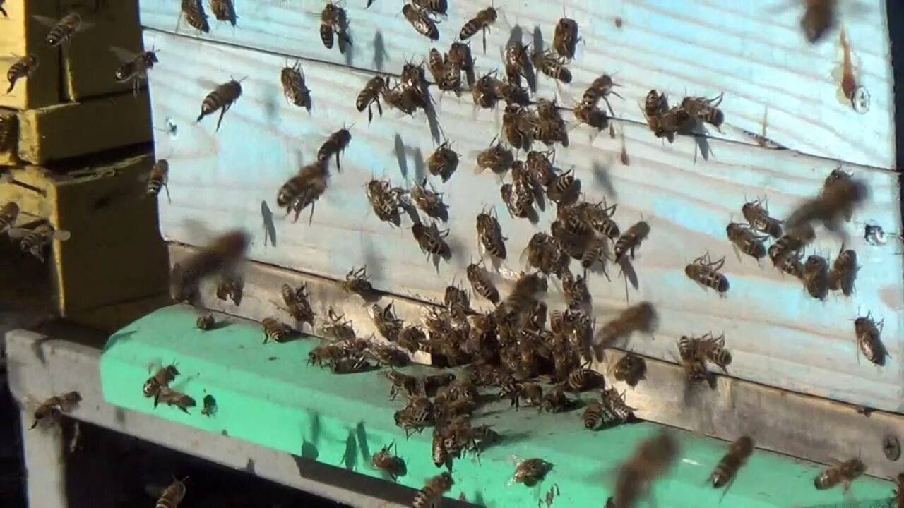 Пчелы после облета