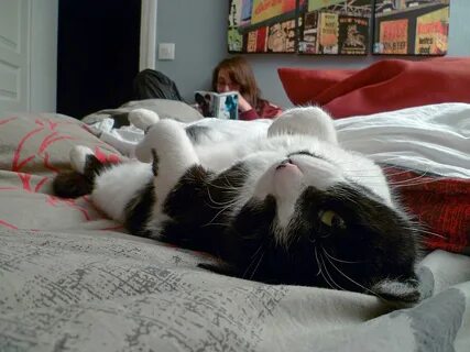 Catnap картинки