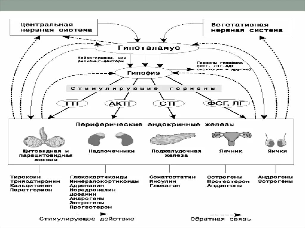 Порядок по эндокринологии. Схема строения эндокринной системы. Эндокринная система человека схема. Эндокринная система и нервная система. Структура эндокринной системы схема.