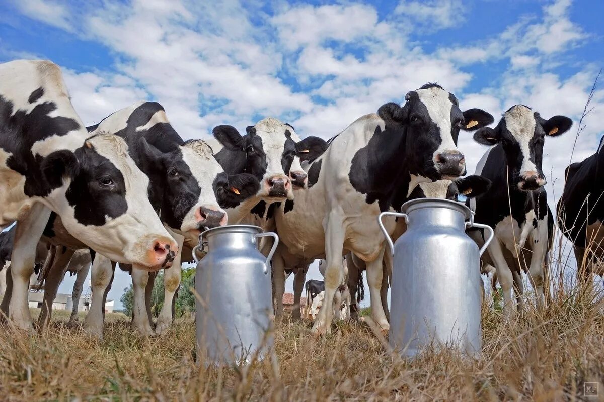 Животноводство. Молочно мясное скотоводство. Сельское хозяйство животноводство. Корова молоко. Сельскохозяйственное производство животных