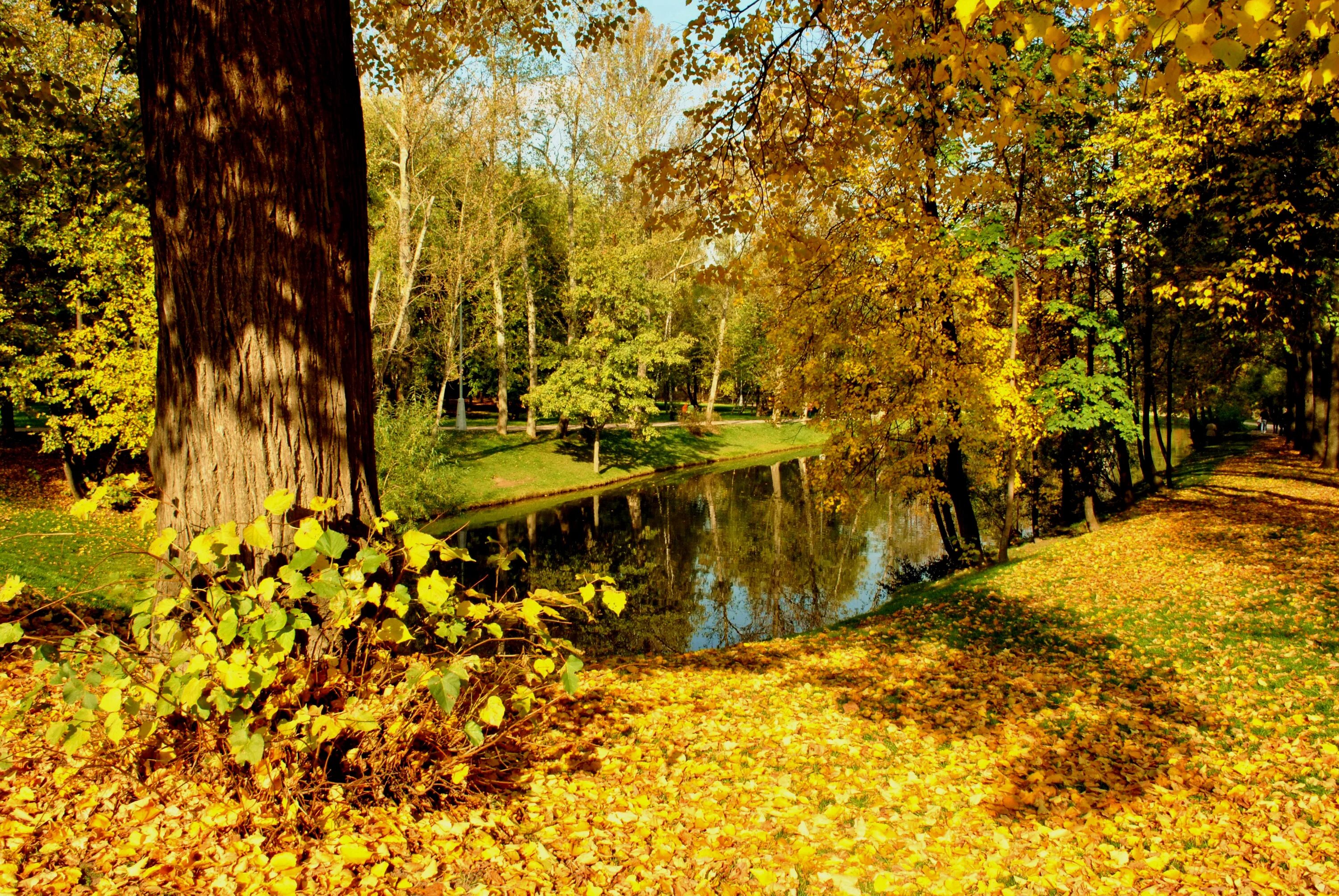 Листья желтые в пруду. Золотая осень деревья парк. Солнечный парк Кузьминки. Золотая осень в парке. Осенье в парке.