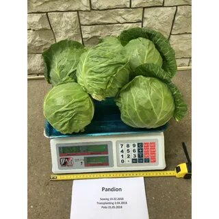 Капуста сорт пандион