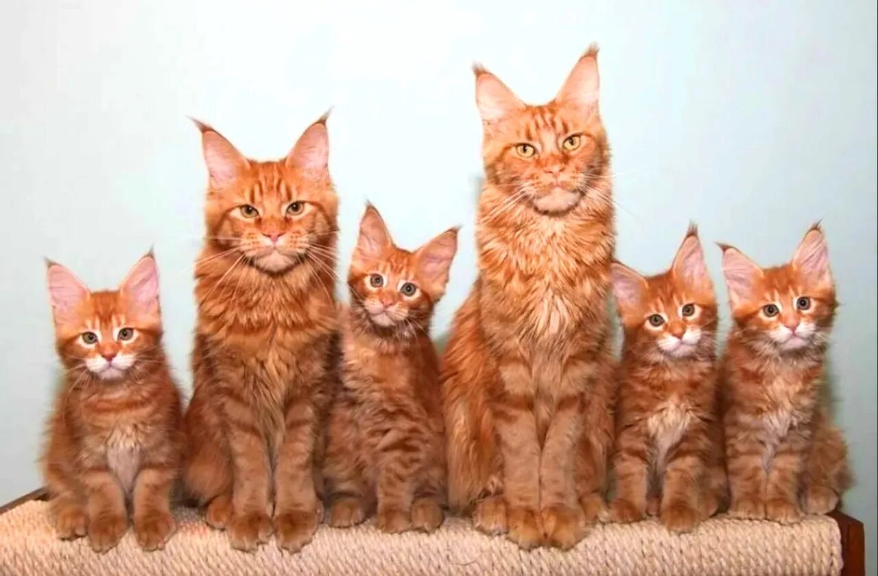 Сколько котят у рыжей кошки. Мейн-кун. Кошка Мейн кун. Мейн кун Аборигенная порода. Котята Мейн куна.