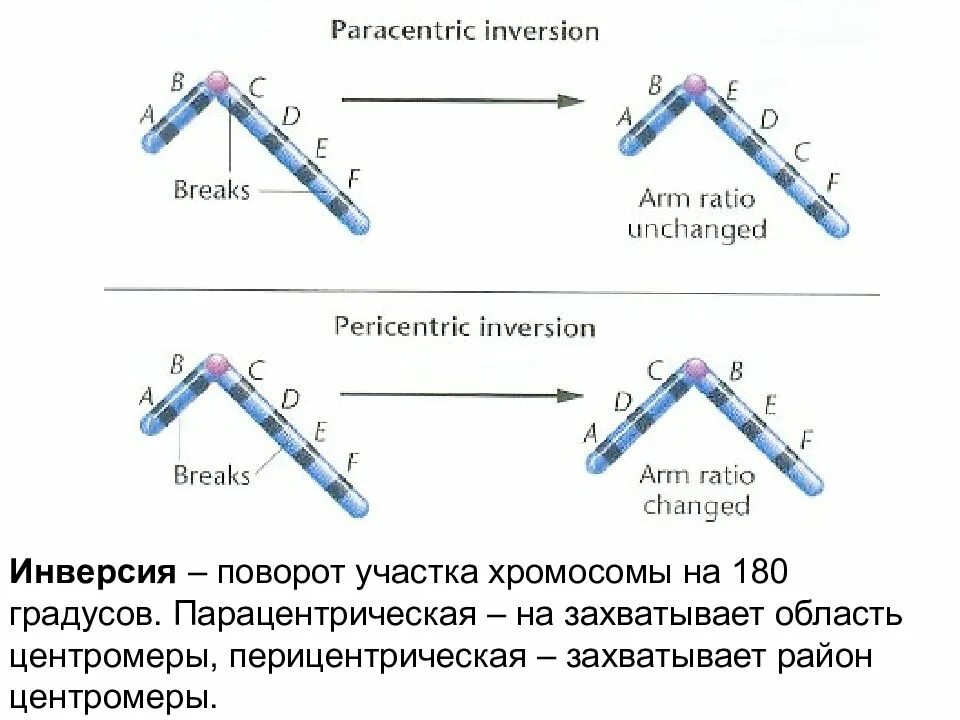 Поврот учатска хромомосмы на 180 град. Поворот участка хромосомы на 180 градусов. Поворот участка хромосомы на 180° - это…. Инверсия поворот участка хромосомы на 180 градусов. Поворот участка на 180 градусов