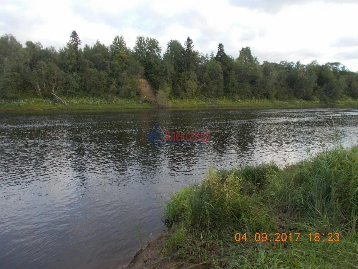 7 участок волхов. 7 участок волхов. Дом в шахново. Лес вокруг деревни пупышево фото. Снт дзержинец ленинградская область пупышево дорога.