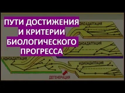 Пути достижения биологического прогресса