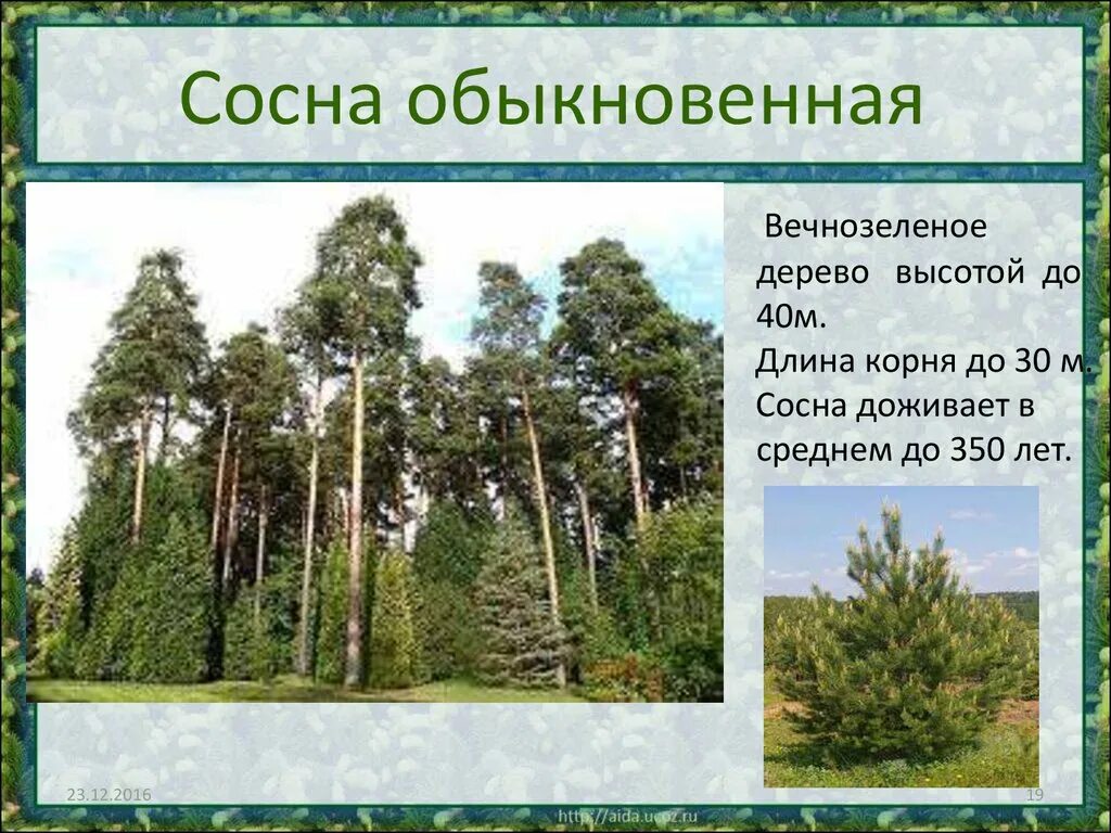 Хвойные высота. Высота сосны. Высота сосны обыкновенной. Средняя высота сосны. Размер сосны.