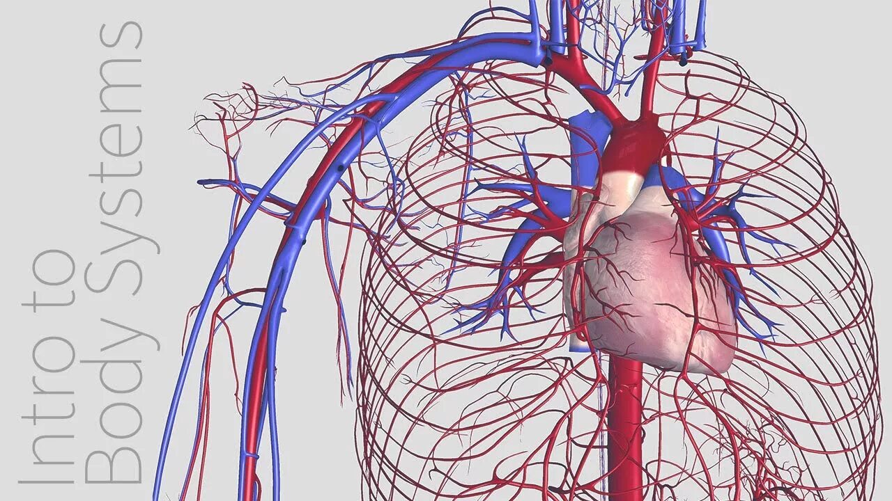 Cardiovascular system. Кровообращение анимация.