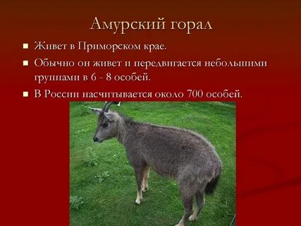 Амурская красная книга