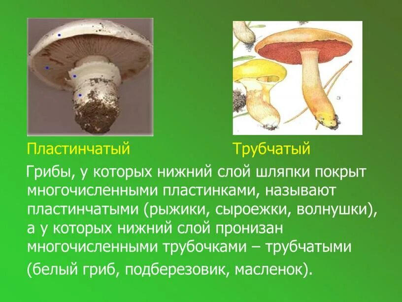 Подберёзовик трубчатый или пластинчатый гриб. Боровик трубчатый или пластинчатый гриб. Шляпочные грибы трубчатые и пластинчатые. Белый гриб трубчатый или пластинчатый гриб. Мухомор трубчатый или