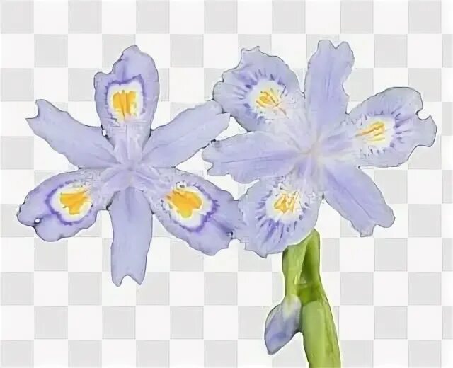 Файл iris png был выложен в интернете. Файл iris png был выложен в интернете