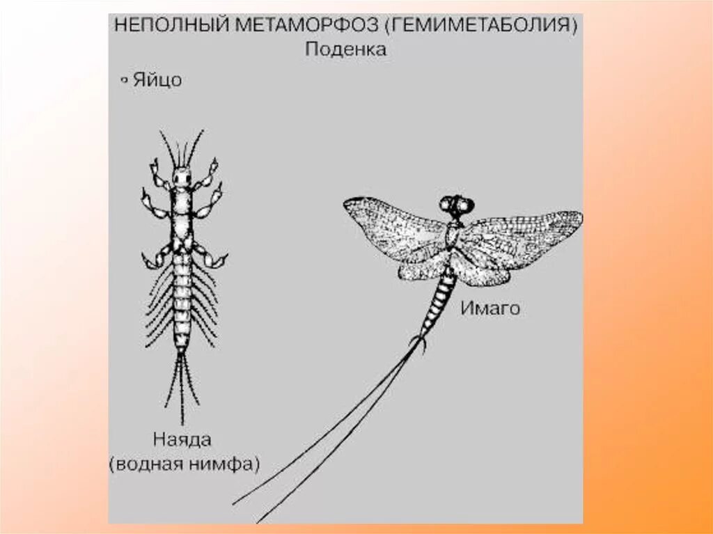 Метаморфоз 20. Личинка поденки строение. Жизненный цикл поденки. Поденка цикл развития. Подёнки представители.