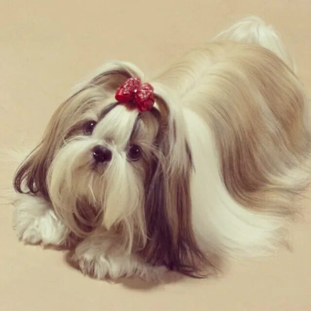 Ши тцу шерсть. Ши тцу порода. Собака маленькая ши тцу. Ши тцу длинношерстные. Ши-тцу.