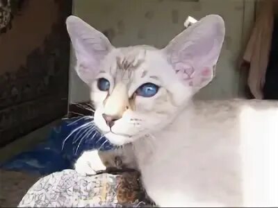 Кошка сия