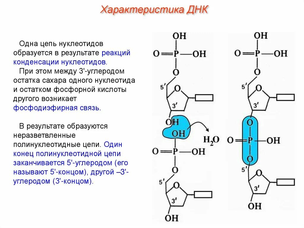 12 цепей днк. Тип связи между двумя нуклеотидами ДНК. Схема взаимодействия двух нуклеотидов ДНК. Образование фосфодиэфирной связи между нуклеотидами. Типы связи между частями нуклеотида ДНК.