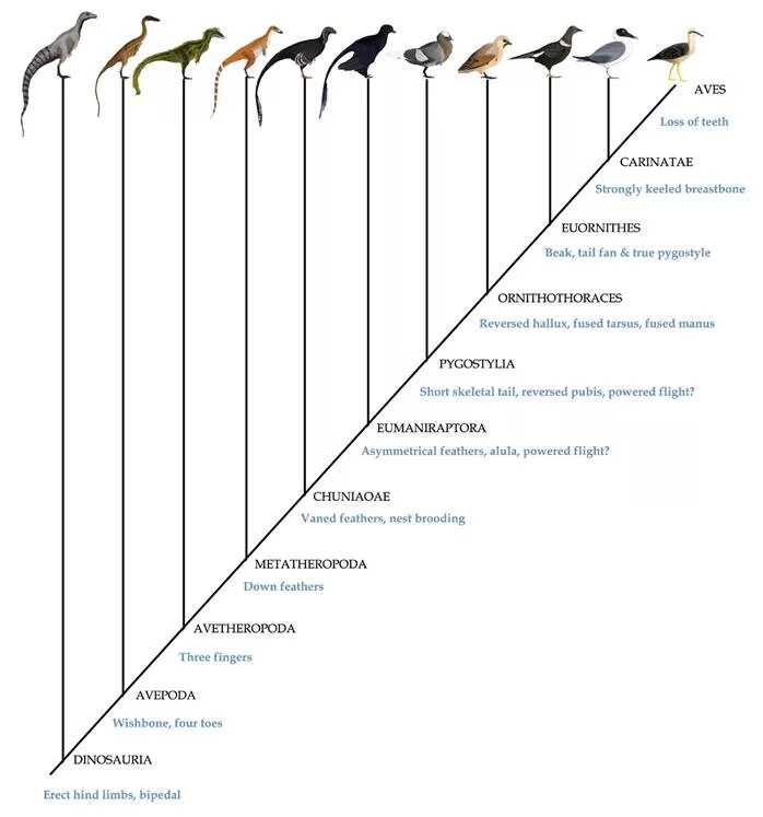 Филогения птиц схема. Эволюция птиц биология 7 класс. Происхождение и Эволюция птиц. Происхождение птиц кратко 7 класс.