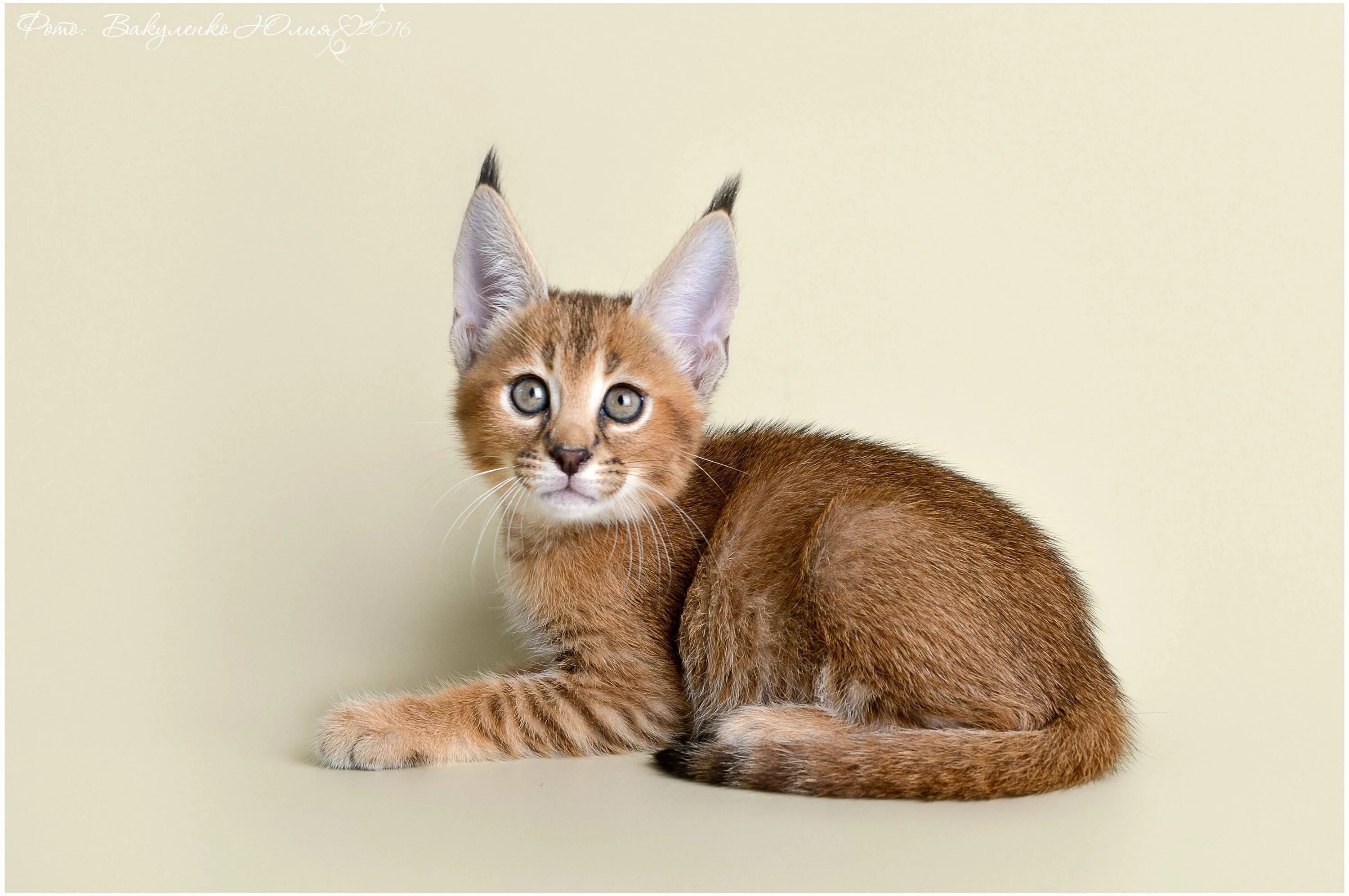 Каракет порода кошек. Каракет порода кошек. Чаузи кошка ф1. Каракал и каракет. Каракал и абиссинец.