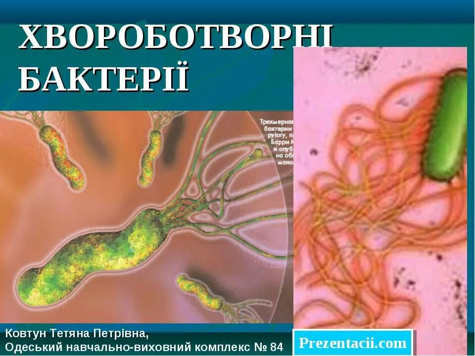 Болезнетворная бактерия 7. Болезнетворные бактерии. Болезнетворные бактерии картинки. Презентация на тему болезнетворные бактерии. Строение болезнетворных бактерий.