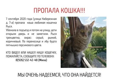 Почему пропадают кошки
