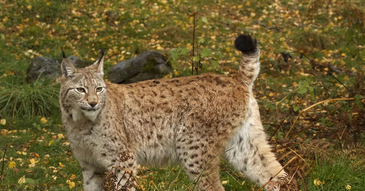 Обыкновенная Рысь Lynx Lynx. Туркестанская Рысь. Рысь европейская обыкновенная. Гималайская Рысь. Встретил рысь