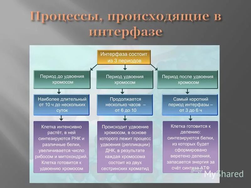 Удвоение хромосом происходит в интерфазе. Периоды интерфазы таблица. интерфаза процессы. процессы происходящие в интерфазе. самый большой период интерфазы.