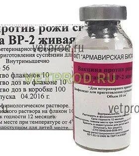 Против рожи свиней штамма