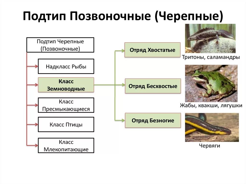 Позвоночные относятся к типу хордовые. Общая характеристика подтипа Черепные биология 7 класс. Тип Хордовые Подтип Черепные животные. Тип Хордовые Подтип Черепные класс рыбы. Подтип позвоночные Хордовые рыбы.